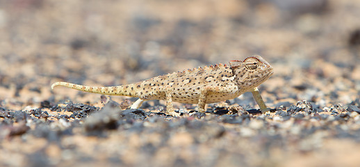 Image showing Namaqua Chameleon hunting in the Namib desert