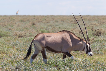 Image showing Gemsbok antelope (Oryx gazella)