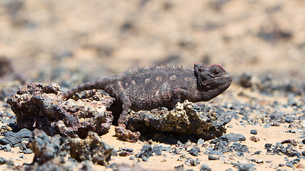 Image showing Namaqua Chameleon hunting in the Namib desert