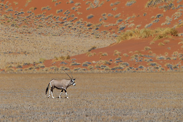 Image showing Gemsbok antelope (Oryx gazella)