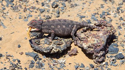 Image showing Namaqua Chameleon hunting in the Namib desert