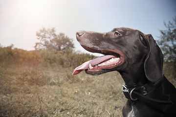 Image showing German pointer