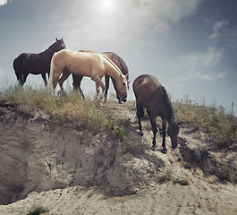 Image showing Four horses at the slope