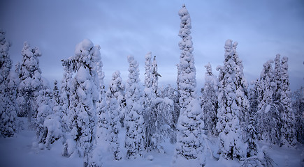 Image showing Sunset in winter forest