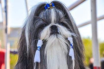 Image showing At the dog show