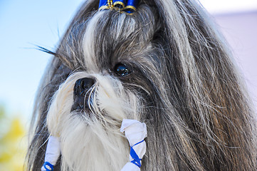 Image showing At the dog show