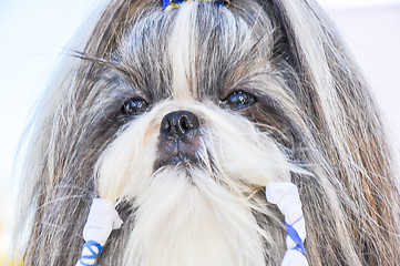 Image showing At the dog show