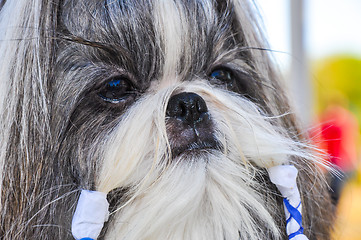 Image showing At the dog show