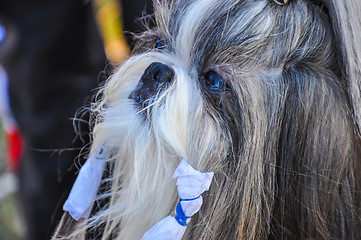 Image showing At the dog show