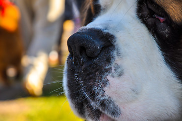 Image showing At the dog show