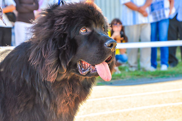 Image showing At the dog show