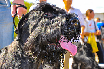 Image showing At the dog show