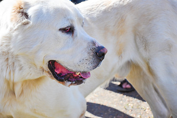 Image showing At the dog show