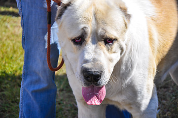 Image showing At the dog show