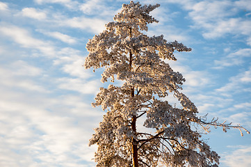 Image showing Trees in winter