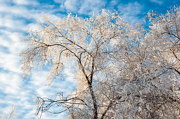 Image showing Trees in winter