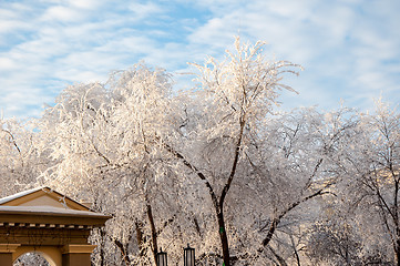 Image showing Trees in winter