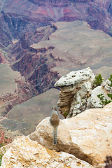 Image showing Grand Canyon Squirrel