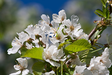 Image showing Apple flowers