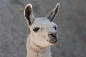 Image showing Llama