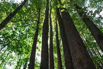 Image showing Green forest