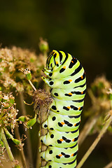 Image showing Caterpillar