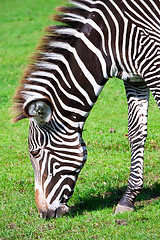 Image showing Zebra