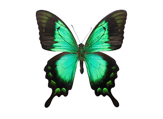 Image showing Butterfly Papilio Palinurus