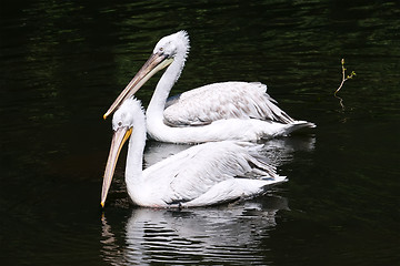 Image showing Pelicans