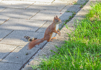 Image showing Squirrel