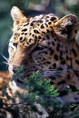 Image showing Leopard