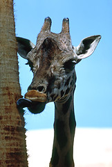 Image showing Giraffe