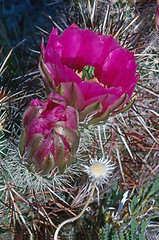 Image showing Cactus flower