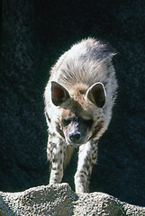 Image showing Hyena