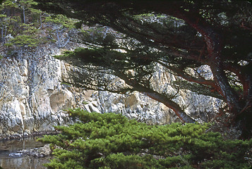 Image showing Point Lobos, California