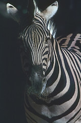 Image showing Zebra