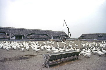 Image showing Goose Farm