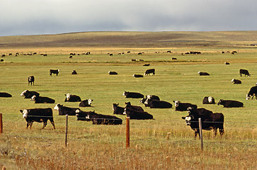 Image showing Dairy Farm, Oregon