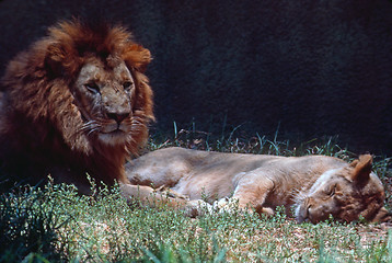 Image showing Lions