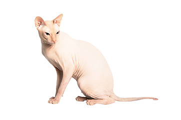 Image showing Don Sphinx (DONSPHINX) cat. Isolated on white background. 