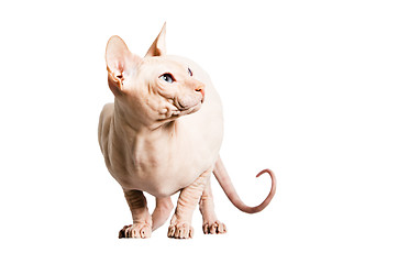 Image showing Don Sphinx (DONSPHINX) cat. Isolated on white background. 