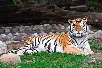 Image showing Tiger