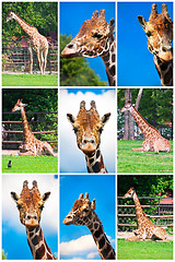 Image showing Giraffe