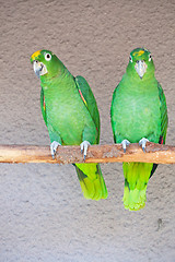 Image showing Parrots