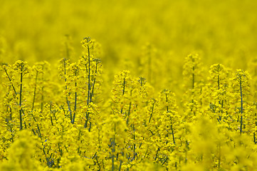 Image showing Rape field