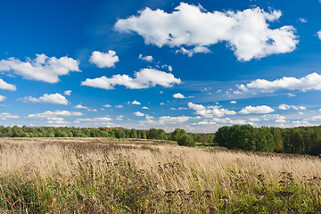 Image showing Meadow