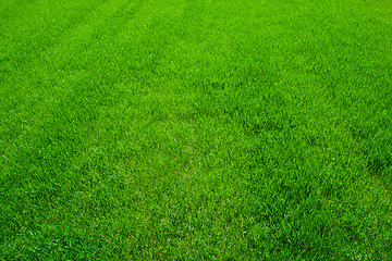 Image showing Green grass