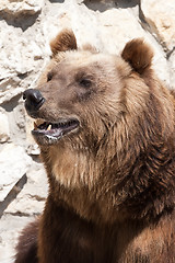 Image showing Bear