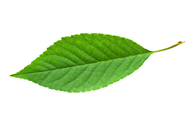 Image showing Green leaf