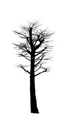 Image showing Dead Tree